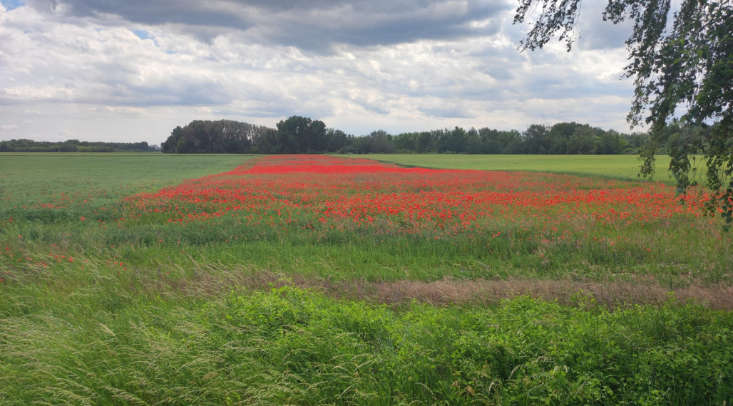 ZÁHRADY NA PREDAJ OD 400 m2! ČIERNY  BROD, *GALANTA, záhrada s elektrinou
