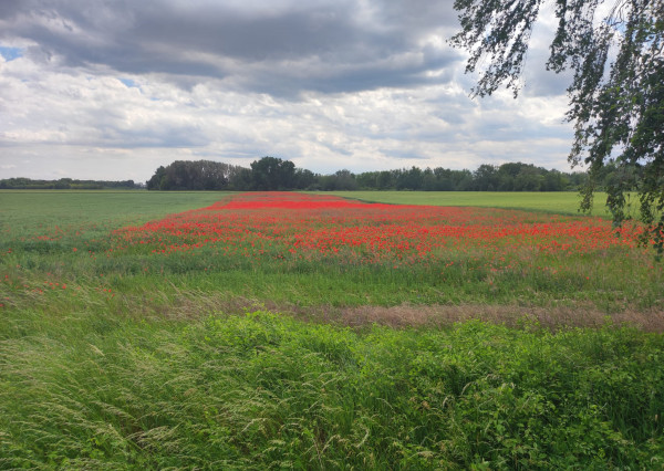 ZÁHRADY NA PREDAJ OD 400 m2! ČIERNY  BROD, *GALANTA, záhrada s elektrinou